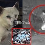 비비탄총으로 개 쏴죽인 해병대 군인 부모가 피해자 찾아가 "너네...