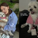 아이비, 손바닥만한 비키니 반려견에 입혔다 “사이즈 이거 맞아?”