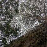 사우디 열대 우림화가 시급한 이유.<b>JPG</b>