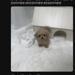 강아지 보정하는<b>펫샵</b> 있는데ㅈㄴ 기괴함