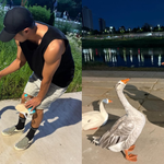 김지석 '쫀거 아님' 해명…야생 거위와 교감 시도중