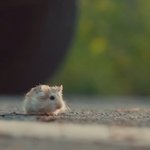 프로미스나인 <b>뮤비</b>봤는데 얘 넘 귀여운거 아니니