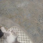 [고양이] 산책냥이가 맞나요?