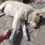 [댓글부탁해] 우리 아빠가 키우는 강아지보고가