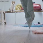 나의 동거묘 도칠이는 <b>조연</b>, 집사가 주인공인 이야기.