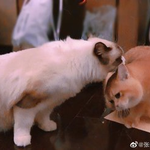 [레이] <b>베리</b>레드톡)