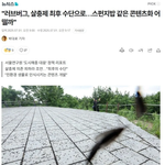 러브버그 개오바 현황