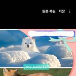 [북극여우] 북극여우 찬양을 해야 결혼까지 함