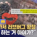 한국남자가 부산에 러브버그<b>뿌림</b>