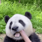 [댓글부탁해] <b>무능</b>하면 떠오르는 아이돌