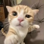 [가정교육] 운운하는 쑤레기 <b>꿀밤</b> 개마렵다