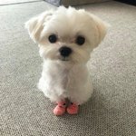 바닐라코 <b>파데</b> 왤케 가렵냐