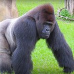 <b>오빠</b>