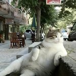 [나다] ~! 돈많고 여유롭고 뚱뚱한 <b>낭자</b>