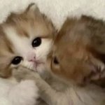 오빠 그럴꺼면 그냥 여자해