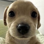 [<b>오빠</b>] <b>오빠오빠</b> 멍청하고 귀엽고 앙증맞게