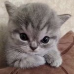 [조새끼] <b>재발</b> 여친생기개 해주새뇨