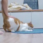 나의 동거묘 도칠이가 2025년 7월 좋아하는 것들