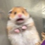 너