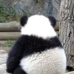 야