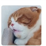 잠와