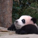 <b>판다</b>야