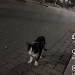 고양이 버리지마 여자들아