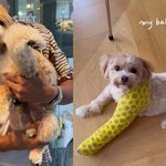 애견호텔서 다리 부러져" 한예슬 반려견 근황…여전히 통깁스