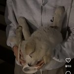 강아지 너무 만지고싶다