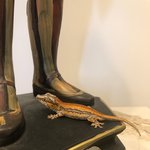 1인 가구 <b>독신</b> 주의 남자의 반려 도마뱀 붙이들 이에요.