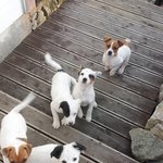 [<b>법정공방</b>] [도와주세요] 안녕하세요 해병대 비비탄 피해 견주입니다...