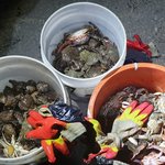 [혼자하는말] 양념<b>게장</b>