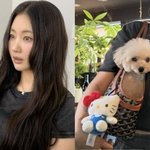 고야드 가방에 반려견 쏙…누리꾼 "나보다 낫네" [<b>MD</b>스타]