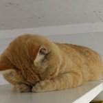 꿈을