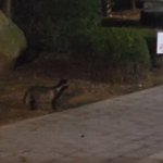 인천 아파트에서 <b>야생</b> 너구리 출몰… 주민, 접촉시 광견병 등 불안