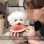 아니 근데 어떻게 강아지랑 <b>음식</b>을 공유하지