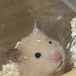 개처<b>기엽</b>지?