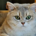 [레이] 베리레드톡)