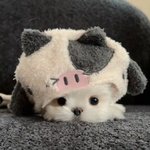 보고싶고 보고싶다