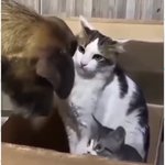 내새끼 <b>근들</b>지말그라