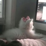 오빠 나 <b>기싱</b>꿍꼬또