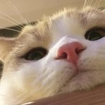 거만이와 <b>파렴치</b>한은