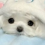 보고싶다