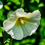 [꽃사진] 접시꽃