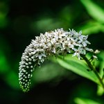 [꽃사진] <b>까치</b>수염