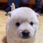 근데 흰<b>돌이</b> 누구집개임