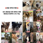 [댓글부탁해] 완주군 <b>보호소</b>를 도와주세요. 오늘 8월 5일 49마리의...