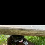 [어케생각해] 길고양이한테 <b>얼음</b> 올려줌