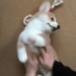 <b>울강아지</b> 딸국질하네