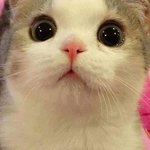 <b>모해</b> 째롱